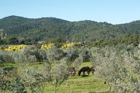 L Oliveraie Moulin Du Haut Jasson Huile D Olive De Provence Aop Bio A La Londe Les Maures 83250