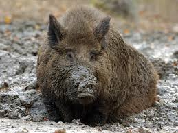 Wie werden die fünf bücher mose auch genannt. Wildschweine Im Garten Wie Verhalt Man Sich Richtig Berlin De
