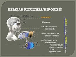 Kelenjar pituitari atau kelenjar hipofisis terletak pada dasar otak besar. Manajemen Pasien Dengan Gangguan Kelenjar Hipofisis Ppt Download