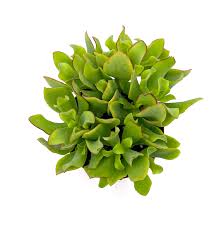 Image result for Crassula rhodesica