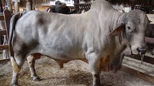 Brahman cattle farming was founded in 2015 as the. Brahman Beef2live Eat Beef Live Better
