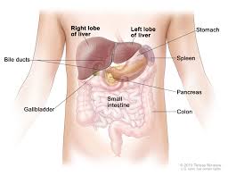 The liver has structural characteristics that are not found in any other internal organ of the human body. Liver Anatomy Human Anatomy Drawing Diagram