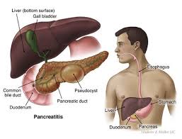 Image result for pancreas)