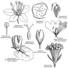 Image result for Polygonaceae