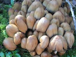 Image result for Coprinus micaceus