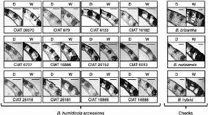 Image result for Eragrostis humidicola