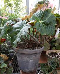Beautiful Begonias In The Greenhouse The Martha Stewart Blog Begonia Cool Plants Greenhouse