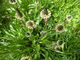Image result for Melochia melissifolia