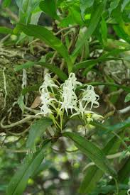 Image result for Cyrtorchis glaucifolia
