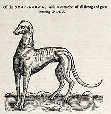 Greyhound Wikipedia