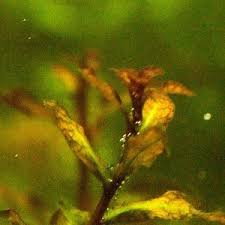 Image result for Ludwigia senegalensis