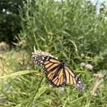 Annual Butterfly Count