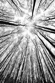 Tree, black, white all rights to paintings and other images found on paintingvalley.com are owned by their respective owners (authors, artists), and the administration of the website doesn't bear responsibility for their use. Easy Glass Splashbacks Black And White Trees