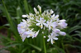 Image result for Agapanthus praecox