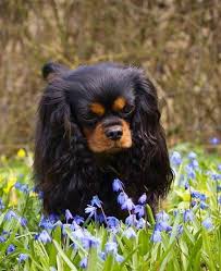 Black And Tan Cavalier King Charles Spaniel Puppies For Sale Near Me Pin By Judith Prather On Cavalier King Charles Spaniels King Charles Cavalier Spaniel Puppy King Charles Cavalier King Charles