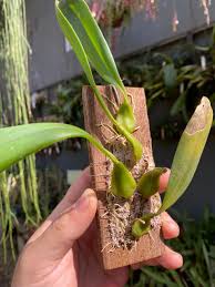 Image result for Bulbophyllum saltatorium