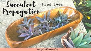 For example, this graptoveria 'fred ives' and graptopetalum hybrid grow quite quickly and tend to stretch out easily if they don't get enough light. Succulent Propagation Fred Ives Makeover Angels Grove Co Youtube