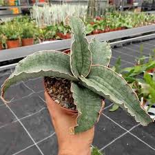 Image result for Sansevieria kirkii