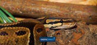 For a normal pastel ball python we're looking at $25 to $35 but the price for a more rare, colorful ball python snake can easily go up to $5,000 or even more than $8,000 for extremely rare morphs. Python Costs How Much Does It Cost To Keep A Royal Ball Python Exoticdirect