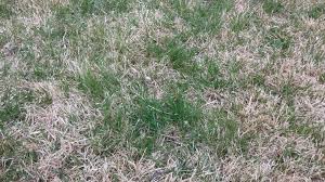 I will never order something like this online again. How To Encourage Zoysia To Spread Lawncare