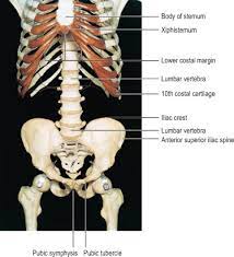 The abdomen is roughly divided into four quadrants: Lower Abdomen Anatomy Anatomy Drawing Diagram