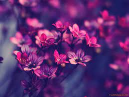 Cute wallpapers, backgrounds, images 1920x1080— best cute desktop wallpaper sort wallpapers by: Flores Pics Flores Wallpapers Beautiful Cute Wallpaper Hd 1600x1200 Download Hd Wallpaper Wallpapertip