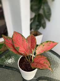 Meronah Warna Daun Pink Di 2020 Warna Instagram Daun