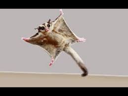 Image: https://encrypted-tbn0.gstatic.com/images?q=tbn:ANd9GcRoiZoyIbVhqCrSFYc5qNU4VZyQ2oUw-qt5_yzl8XJvxkBvEO_N Image result for sugar glider