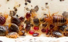 Image result for bed bugs eggs