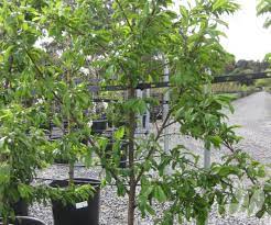 Excellent fresh, cooked or canned. Prunus Salicina Satsuma Japanese Blood Plum Trees Speciality Trees