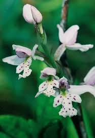 Image result for Diospyros consolatae-rotundifolia intermediates