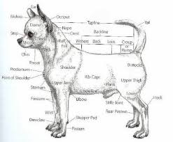 She is a large bone size weighing 10 lbs and 4yrs old. Chihuahua Rasstandaard Google Zoeken Chihuahua Chihuahua Love Cute Chihuahua Chihuahua