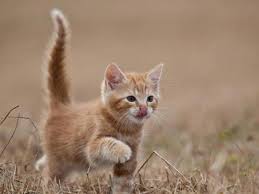 kedi davranislari ve anlamlari bilgim