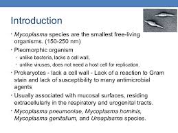 Mycoplasma Pneumoniae Infection Disease Bacterial Infections Antiinfectivemeds Com