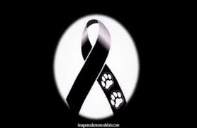 Pin En Imagenes De Monos De Luto