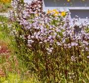 Green Roof Garden | Chicago Botanic Garden