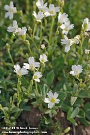 Image result for Cerastium