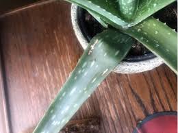 Image result for Aloe wildii