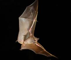 Image result for Lipotriche robinsonii