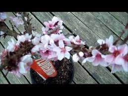 These amazing little wonders will astound you with their hundreds of blooms. Dwarf Bonfire Patio Peach Youtube