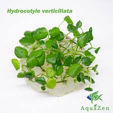 Image result for Hydrocotyle