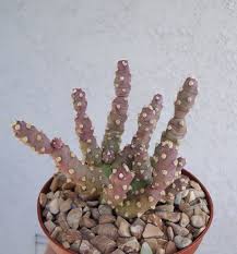 Cactus species austrocylindropuntia subulata monstrose dwarf form gumby this is a monstrose, dwarf form of austrocylindropuntia subulata aka opuntia subulata monstrose, which branches freely in the shape of a christmas tree and has vestigial leaves. Christmas Tree Cactus Austrocylindropuntia Subulata Monstrose Etsy Cactus Cacti And Succulents Christmas