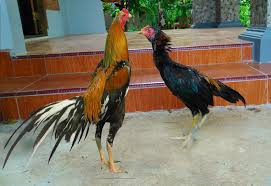 Ciri Anak Ayam Bangkok Asli Ayam Juara Ayam Bangkok Asli