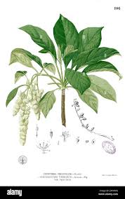 Image result for Hymenodictyon parvifolium