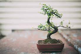 Never Keep These Plants In Your Home They Bring Bad Luck As Per Vaastu Shastra Orissapost