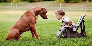 The rhodesian ridgeback (also known as the 'african lion dog', 'african lion hound', and 'van rooyen's lion dog' for its capacity to harass lions) was bred in zimbabwe (formerly rhodesia) and is named for the distinctive 'ridge' on its back, which is formed by hairs running in the opposite direction to the rest of its coat. Rhodesian Ridgeback African Lion Dog Dinoanimals Com