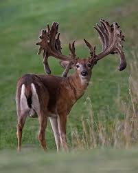 New leaf, according to favorite color and style. Monster Buck Whitetail Deer Deer Pictures Whitetail Deer Pictures