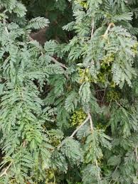 Image result for Alantsilodendron pilosum