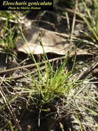 Image result for Eleocharis geniculata