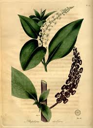 Image result for Phytolacca